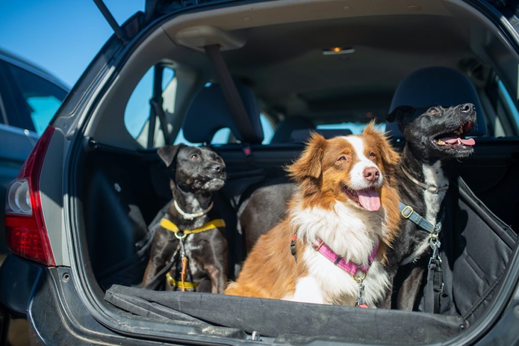 How To Make Your Car More Pet-Friendly