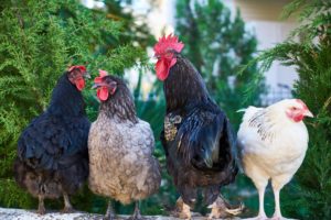 Do Chickens Make Good Pets? Top Reasons Why The Answer is ‘Yes’