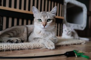 Essential Pet Care for Cats